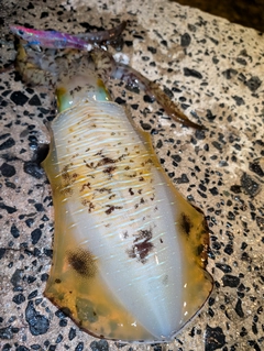 アオリイカの釣果