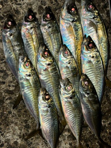 アジの釣果