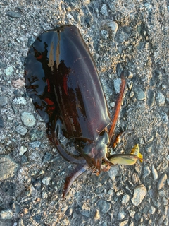 アオリイカの釣果