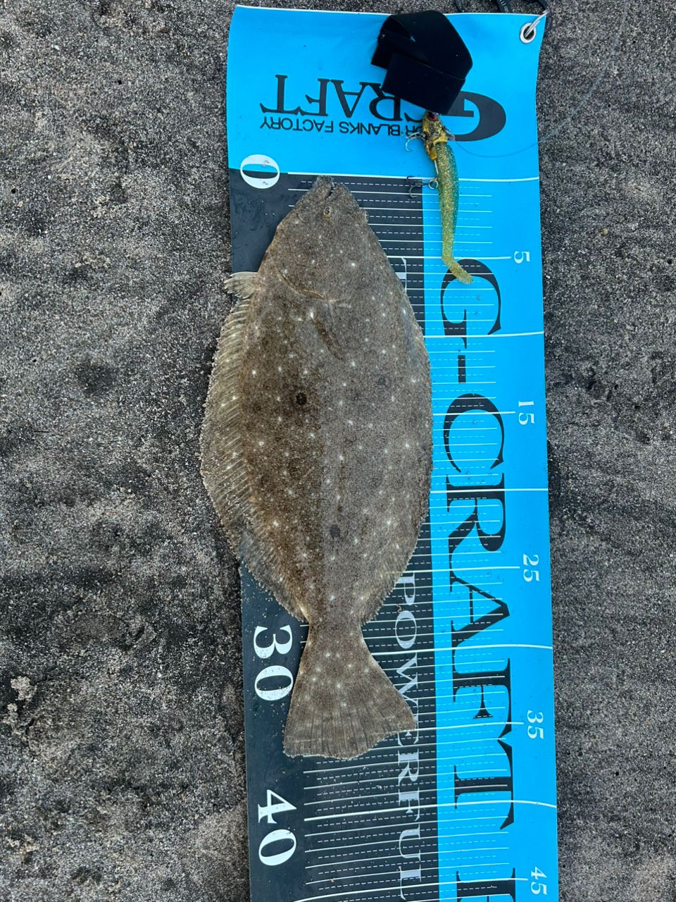 GCRAFT セブンセンスTR モンスターサーフリミテッド MSLS-1072-TRの最