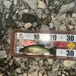 ラージマウスバス