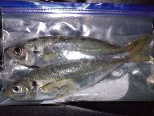 マアジの釣果