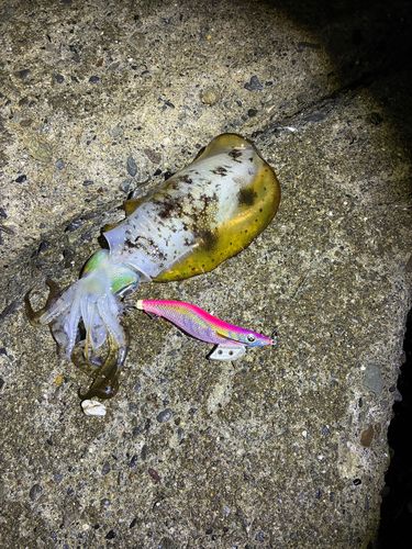 アオリイカの釣果
