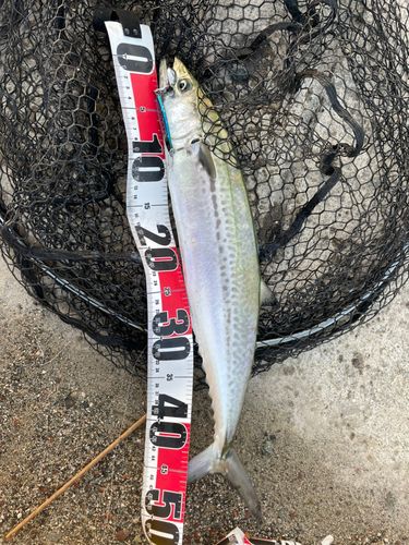 サゴシの釣果