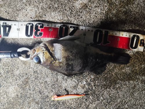 メバルの釣果