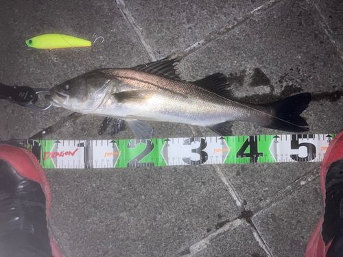 フッコ（マルスズキ）の釣果