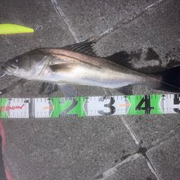 フッコ（マルスズキ）