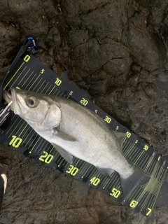 ヒラスズキの釣果