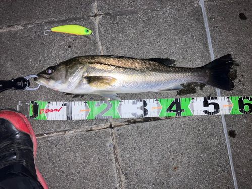 フッコ（マルスズキ）の釣果