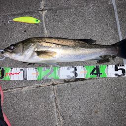 フッコ（マルスズキ）