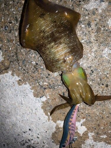 アオリイカの釣果