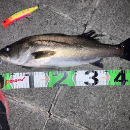 フッコ（マルスズキ）