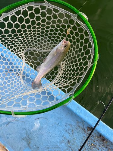 ニジマスの釣果
