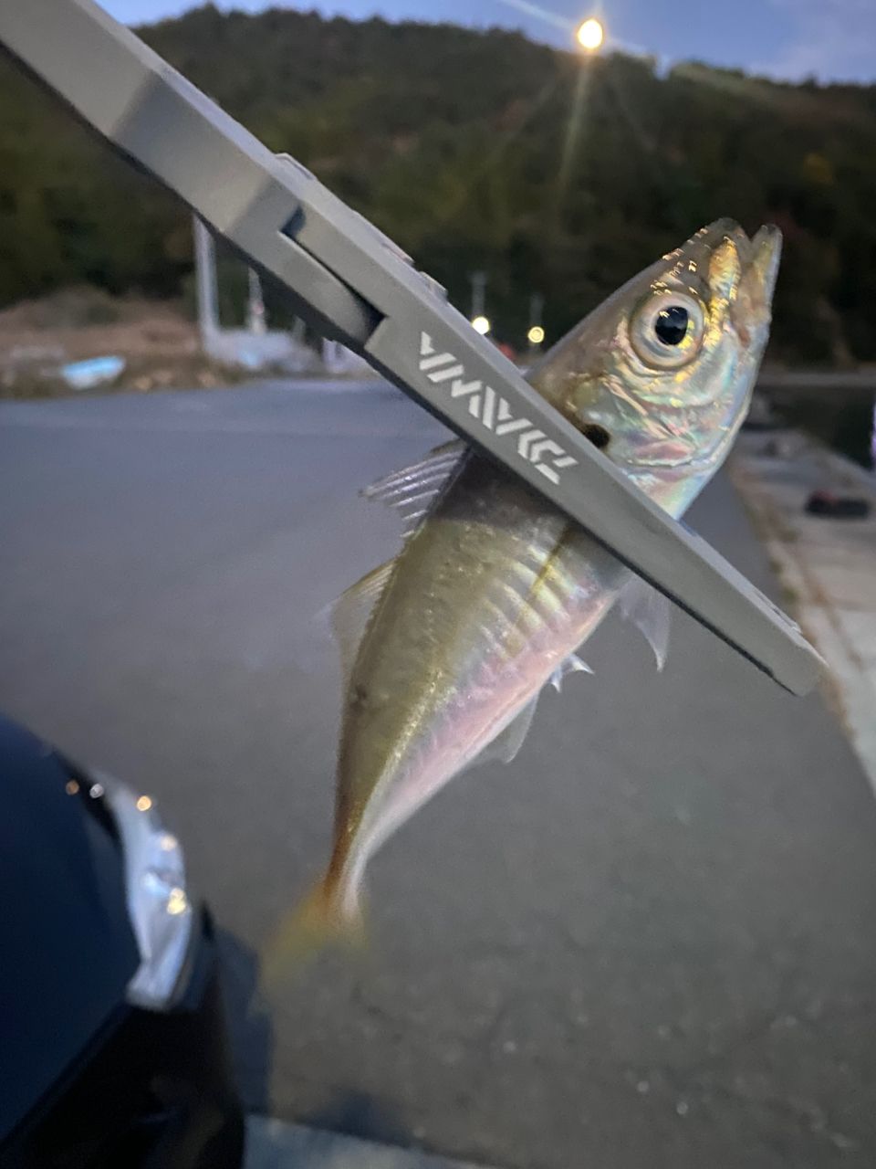 SHIMANO 23ソアレ BB アジング S64UL-Sの最安値・インプレ・釣果