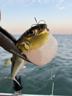シロサバフグの釣果