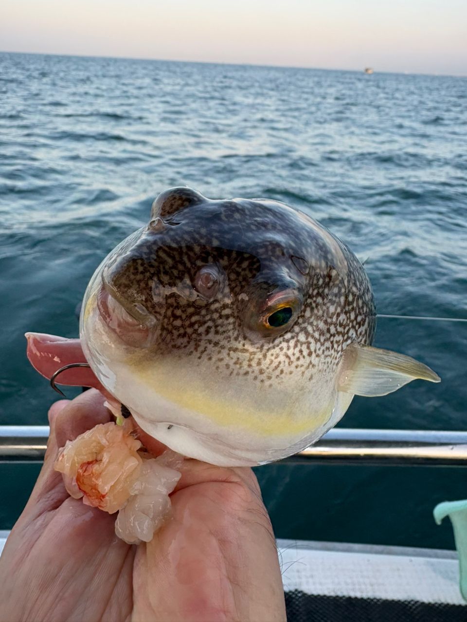 ショウサイフグ