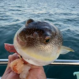 ショウサイフグ