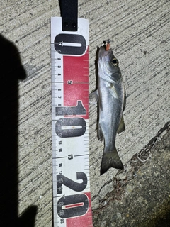 セイゴ（ヒラスズキ）の釣果