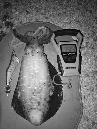 アオリイカの釣果