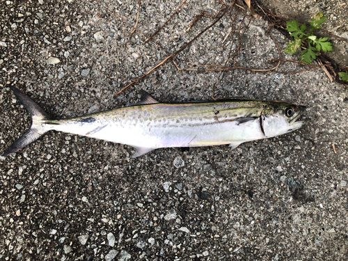 サゴシの釣果