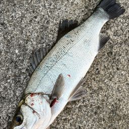 セイゴ（ヒラスズキ）