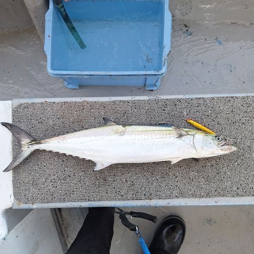 サワラの釣果