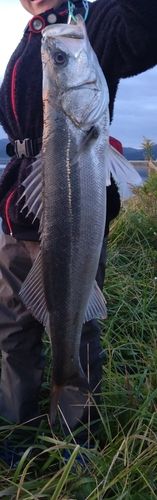 三陸海岸（宮城）