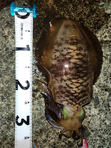 アオリイカの釣果