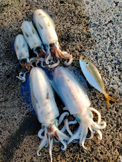 アオリイカの釣果