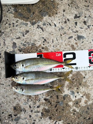 アジの釣果