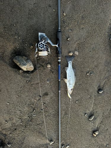 セイゴ（ヒラスズキ）の釣果