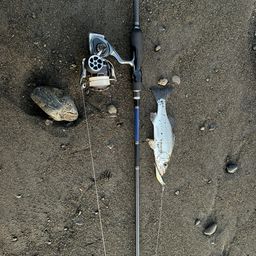 セイゴ（ヒラスズキ）