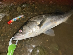 シーバスの釣果