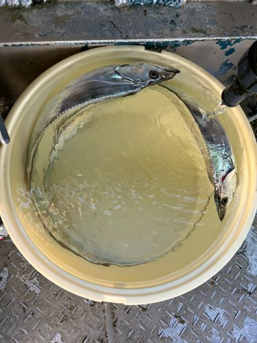 タチウオの釣果