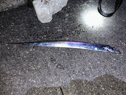 タチウオの釣果