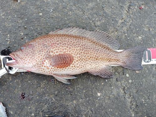 オオモンハタの釣果