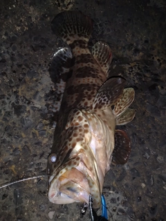 チャイロマルハタの釣果