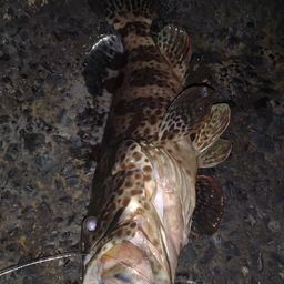 チャイロマルハタ