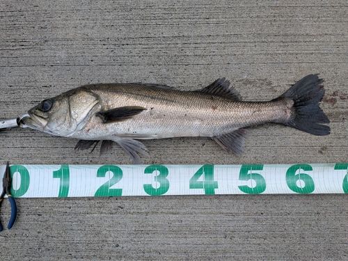 東京湾（アクアライン〜富津）