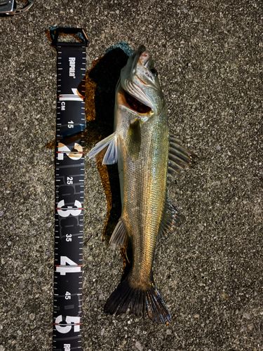 シーバスの釣果