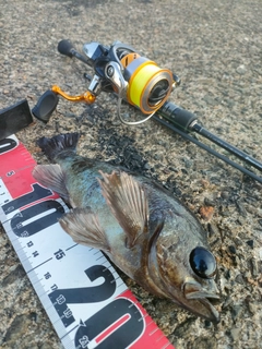 クロメバルの釣果