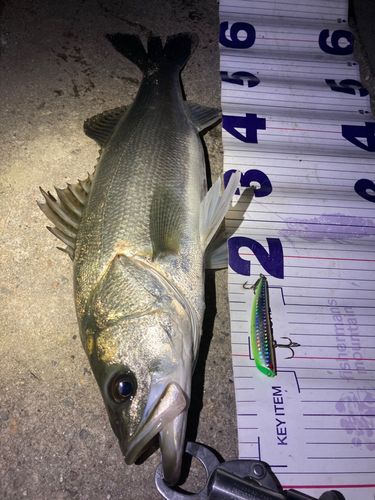 フッコ（マルスズキ）の釣果