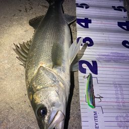 フッコ（マルスズキ）