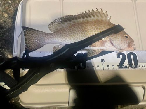 オオモンハタの釣果