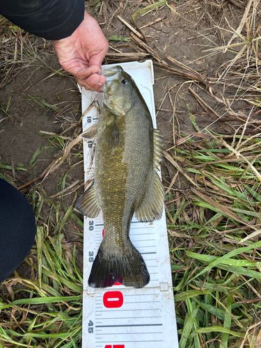 スモールマウスバスの釣果