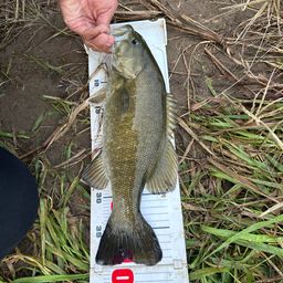 スモールマウスバス