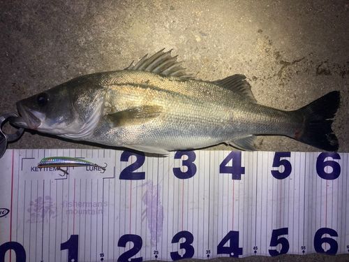 フッコ（マルスズキ）の釣果