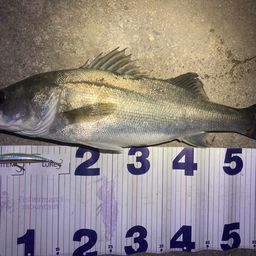 フッコ（マルスズキ）