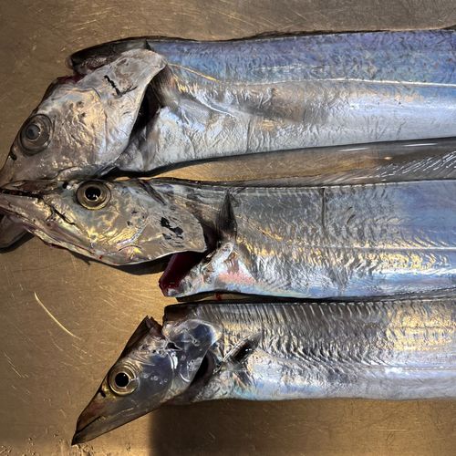 タチウオの釣果