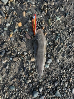 シタビラメの釣果